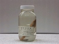 藏品(七星鱧)的圖片